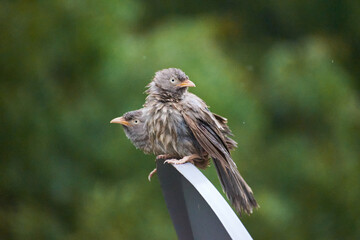 Jungle babbler (Turdoides striata) common bird in india.