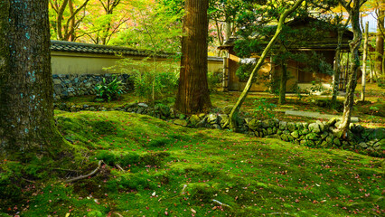 美しく心落着く苔と緑の世界
