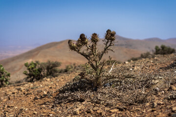 Fototapeta na wymiar Mountain landscape with dry plants in the foreground. Fuerteventura. Canary islands. Spain.