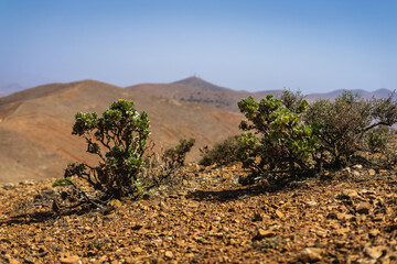 Mountain landscape with dry plants in the foreground. Fuerteventura. Canary islands. Spain.