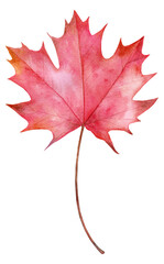 Watercolor autumn red maple leaf. Hand drawn illustration isolated on white background.