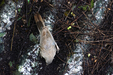 Jungle babbler (Turdoides striata) common bird in india.