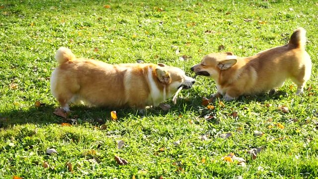 Two Pembroke Welsh Corgi dogs chew on a stick.