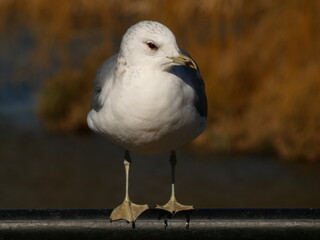 European herring gull (Larus argentatus) perche on black railing, Gdansk, Poland