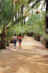 Fototapeta na wymiar Path between palm trees in an orchard of Elche