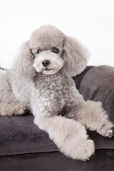 トイプードル