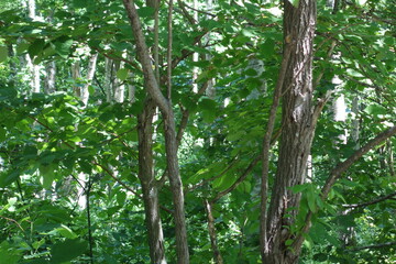 北海道の田舎の新緑の森