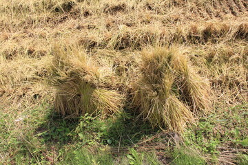収穫後の束ねた藁を立てた「藁ぼっち」