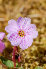Arctic Springbeauty (Claytonia arctica) at St. George Island, Pribilof Islands, Alaska, USA