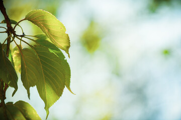 Natural outdoor background of leaves and blurred light with no people