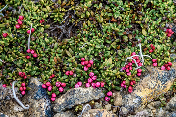 Fototapeta na wymiar Alpine Azalea (Loiseleuria procumbens) Chowiet Island, Semidi Islands, Alaska, USA