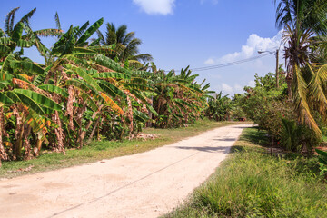 Fototapeta na wymiar Belize Dirt Road