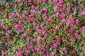 Alpine Azalea (Loiseleuria procumbens) Chowiet Island, Semidi Islands, Alaska, USA