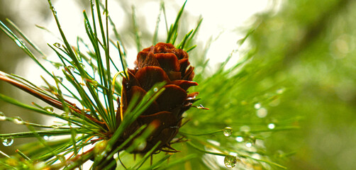 Coniferous in the September rain in Quebec, Canada