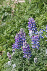 Nootka Lupine (Lupinus nootkatensis) at St. George Island, Pribilof Islands, Alaska, USA