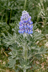 Nootka Lupine (Lupinus nootkatensis) at St. George Island, Pribilof Islands, Alaska, USA