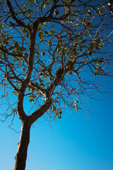 Fototapeta na wymiar tree with sky