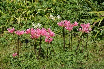 Lycoris (Hurricane lily) /  Amaryllidaceae perennial bulbous plant