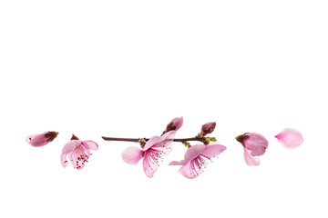 closeup of sakura cherry flowers in bloom isolated on white background with copy space above