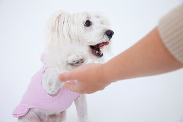 お手をするミニチュアシュナウザー