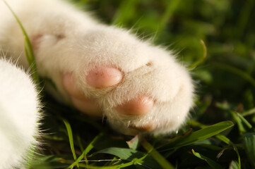 Pata de Gato branco no jardim de uma casa no Brasil