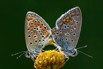 Two butterfly mating. Beautiful butterfly