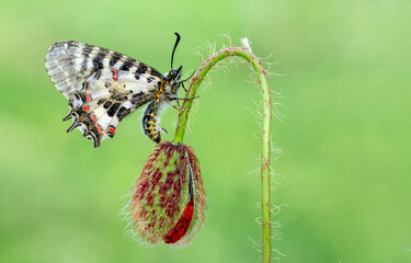 Macro shots, Beautiful nature scene. Closeup beautiful butterfly sitting on the flower in a summer garden.
