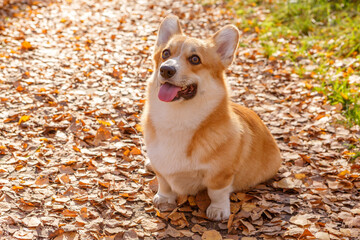 One Welsh Corgi Pembroke dog stand with their tongues out against the yellow autumn leaves illuminated