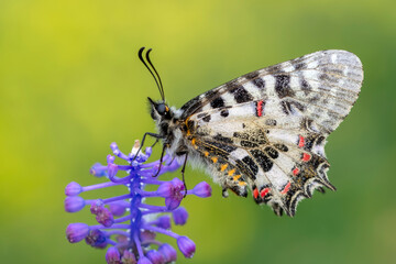 Macro shots, Beautiful nature scene. Closeup beautiful butterfly sitting on the flower in a summer garden.
