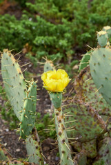Devil's-tongue (Opuntia humifusa) in park, Crimea