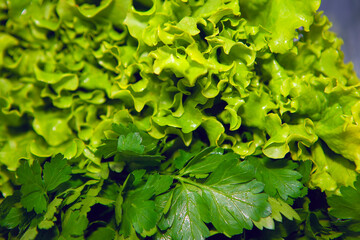 Fresh Leaf lettuce ready to use in salad . Vegetable rich in vitamins