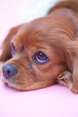 キャバリアキングチャールズスパニエル