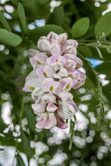 New Mexico Locust (Robinia luxurians) in park