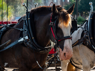 Obraz premium horse drawn carriage downtown