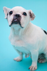 フレンチブルドック