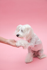 ミニチュアシュナウザー