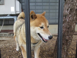 柵の中の飼い犬