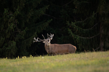 Red deer during rutting time. Life on the meadow. European nature. Red deer walk through grazing. 