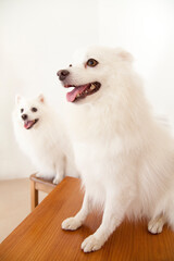 おすわりをするスピッツ犬