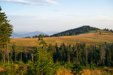 Gorce widok na Czoło Turbacza i Halę Turbacz. W dali po lewo widoczny Beskid Wyspowy