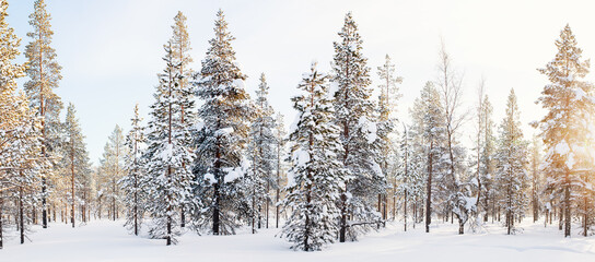 Winter landscape