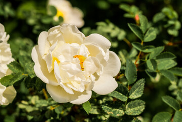 Garden Rose (Rosa hybrida) in garden
