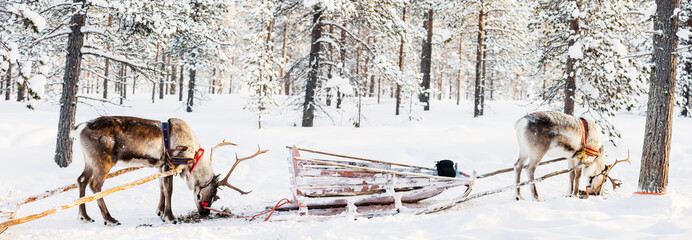 Reindeer safari © TravelPhotoBloggers