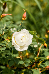Garden Rose (Rosa hybrida) in garden