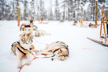 Husky safari © TravelPhotoBloggers