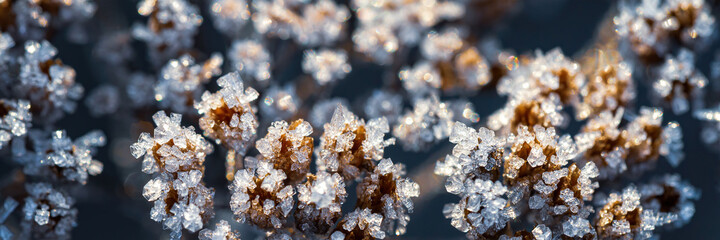 Beautiful crystals of rime ice on plants during frosts. Macro shot of hoarfrost on inflorescences. Natural background with hoarfrost on the grass. Cold weather. Winter nature. Close-up. Wide panorama.