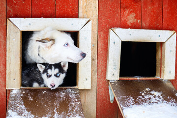 Husky dogs © TravelPhotoBloggers