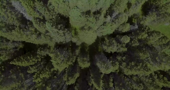 Aerial View of the Forest full of Pristine Boreal Pines in the City of Port-Menier, Quebec / Canada