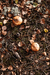 Edible hats mushrooms in autumn forest. Nutrition for vegetarians and diabetics.