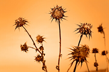 Thistles during California fires 2020